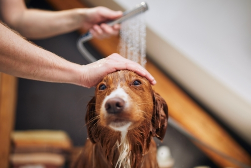 Dog,Taking,Bath,At,Domestic,Bathroom.,Showering,Of,Nova,Scotia