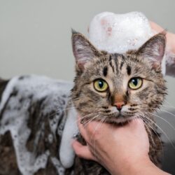 Woman,Shampooing,A,Tabby,Gray,Cat,In,A,Grooming,Salon.