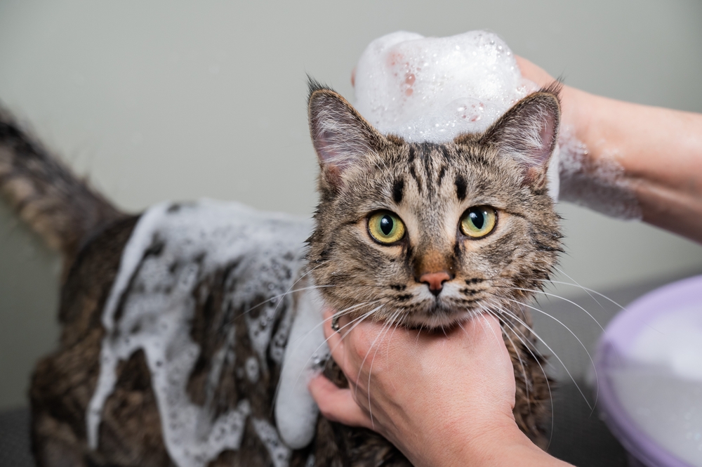 Woman,Shampooing,A,Tabby,Gray,Cat,In,A,Grooming,Salon.