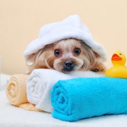 Portrait,Of,A,Yorkshire,Terrier,In,A,Bathrobe,Laying,On