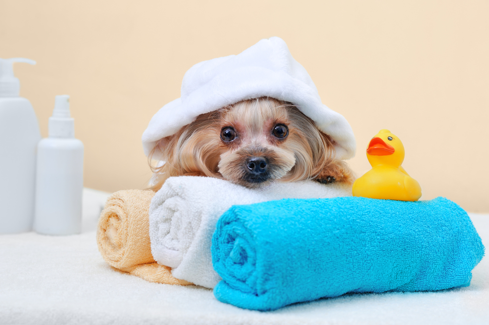 Portrait,Of,A,Yorkshire,Terrier,In,A,Bathrobe,Laying,On