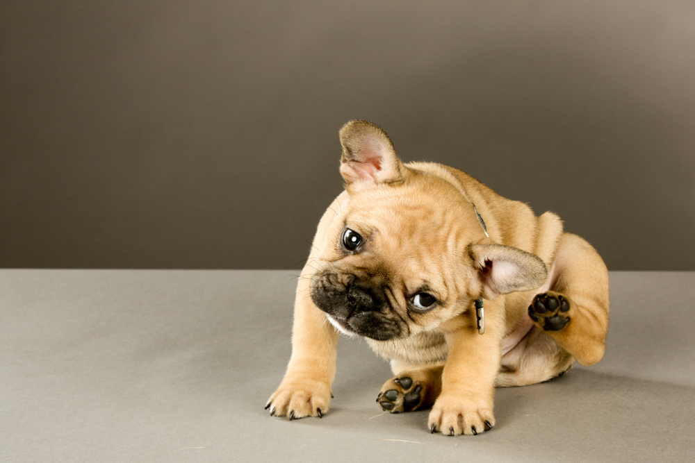 Scratching,Puppy:,Sweet,Six,Week,Old,French,Bulldog,Puppy,,Brown