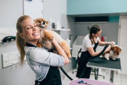 Pomeranian,Dog,And,Cavalier,King,Charles,Spaniel,At,Grooming,Salon.