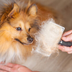 Grooming,With,A,Dog,Brush,On,A,Shetland,Sheepdog