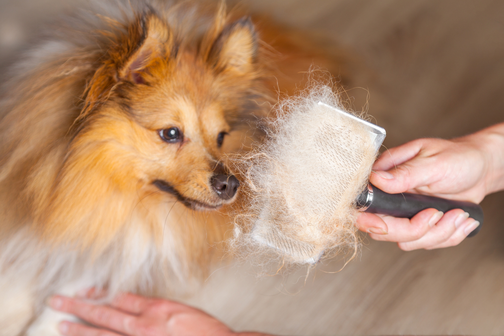 Grooming,With,A,Dog,Brush,On,A,Shetland,Sheepdog