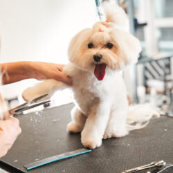 Professional,Groomer,Cut,Fur,With,Scissors,And,Clipper,At,The