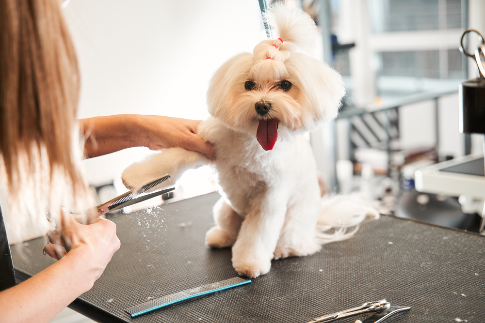 Professional,Groomer,Cut,Fur,With,Scissors,And,Clipper,At,The