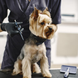 Haircuting,Process.,Small,Dog,Sits,On,The,Table.,Dog,With