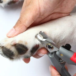 Clipping,A,Dog's,Claws,Concept,