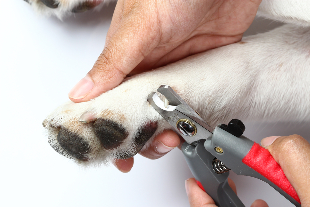 Clipping,A,Dog's,Claws,Concept,
