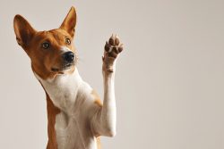 Adorable,Brown,And,White,Basenji,Dog,Smiling,And,Giving,A