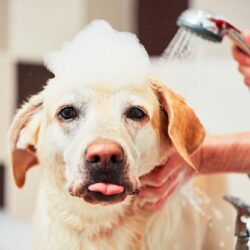 Bathing,Of,The,Yellow,Labrador,Retriever.,Happiness,Dog,Taking,A