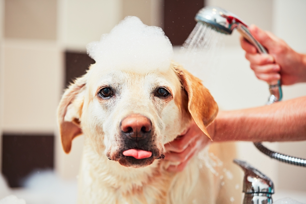 Bathing,Of,The,Yellow,Labrador,Retriever.,Happiness,Dog,Taking,A