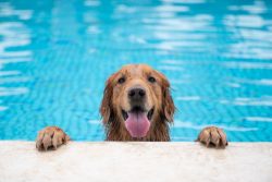 Golden,Retriever,Lying,By,The,Pool