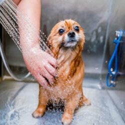 Groomer,Washing,A,Pomeranian,Dog,At,The,Bath,Of,Grooming