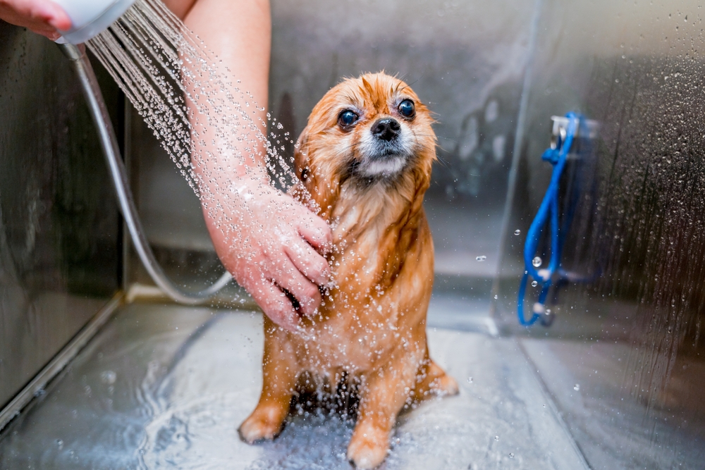 Groomer,Washing,A,Pomeranian,Dog,At,The,Bath,Of,Grooming