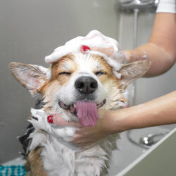 Funny,Portrait,Of,A,Welsh,Corgi,Pembroke,Dog,Showering,With