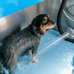Small,Cute,Dog,At,A,Public,Dog,Wash,Station,Having