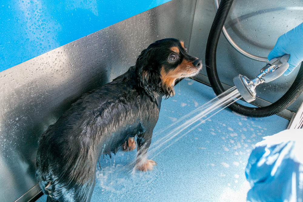 Small,Cute,Dog,At,A,Public,Dog,Wash,Station,Having