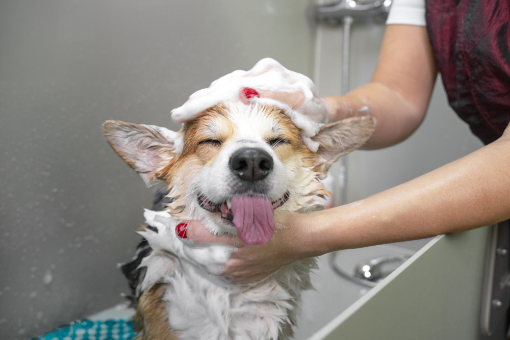 Funny,Portrait,Of,A,Welsh,Corgi,Pembroke,Dog,Showering,With