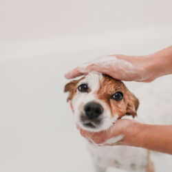 Cute,Lovely,Small,Dog,Wet,In,Bathtub.,Young,Woman,Owner