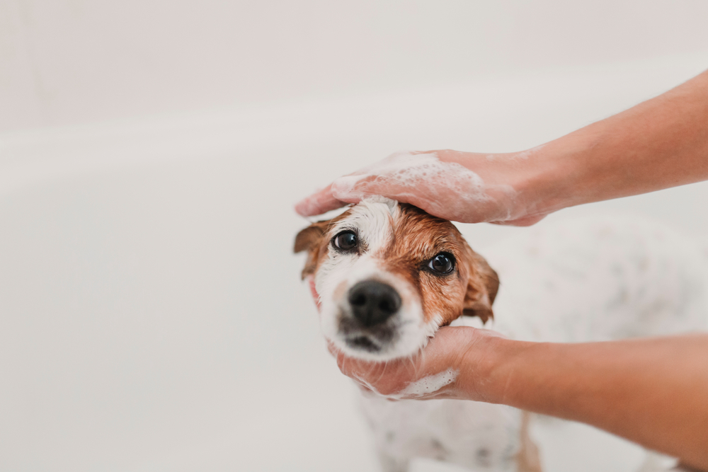 Cute,Lovely,Small,Dog,Wet,In,Bathtub.,Young,Woman,Owner