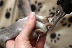 Cutting,Dogs,Claws.,Clipping,A,Dogs,Long,Nails