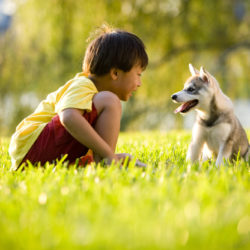 Young,Asian,Boy,Playing,With,Alaskan,Klee,Kai,Puppy,Sitting