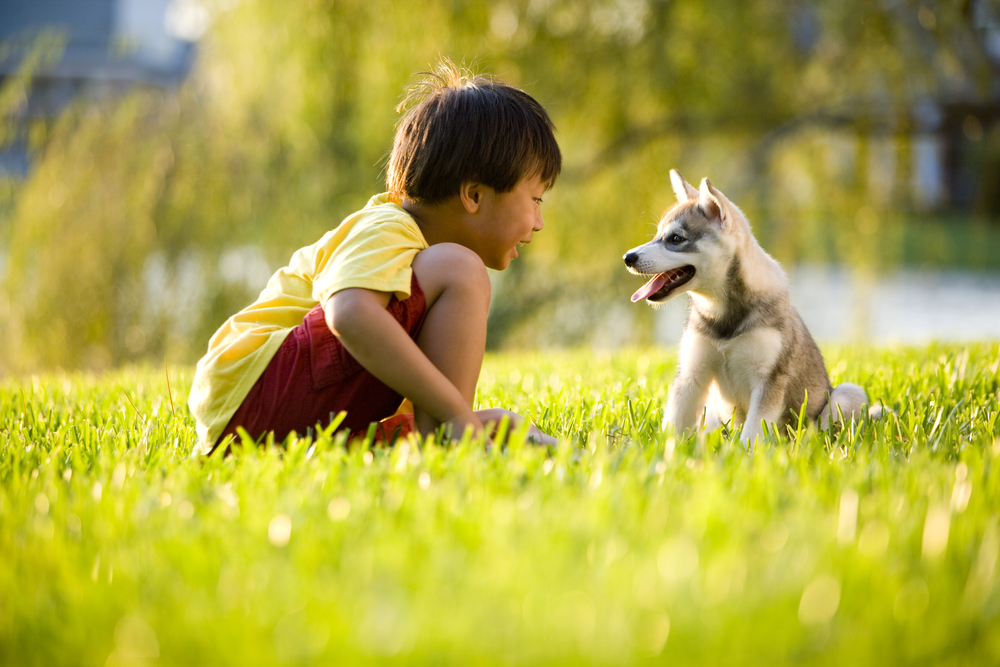 Young,Asian,Boy,Playing,With,Alaskan,Klee,Kai,Puppy,Sitting