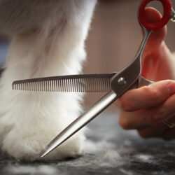 Professional,Groomer,Takes,Care,Of,Maltese,Puppy,In,Vet,Clinic.grooming