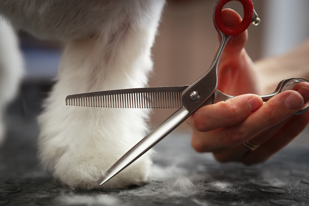 Professional,Groomer,Takes,Care,Of,Maltese,Puppy,In,Vet,Clinic.grooming