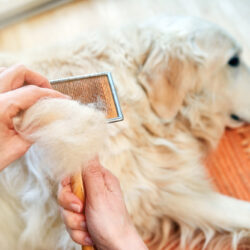 Woman,Combs,Old,Golden,Retriever,Dog,With,A,Metal,Grooming