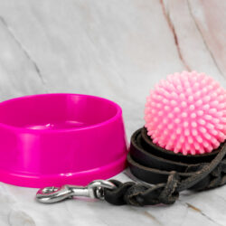 Bowl,For,Pet,And,Leashes,With,Collars