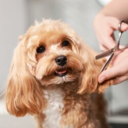 Woman,Cutting,Dog's,Hair,With,Scissors,Indoors,,Closeup.,Pet,Grooming