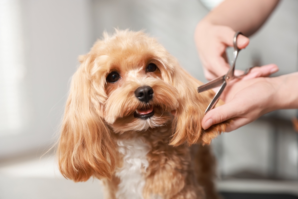 Woman,Cutting,Dog's,Hair,With,Scissors,Indoors,,Closeup.,Pet,Grooming