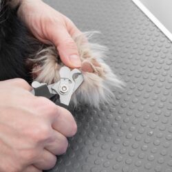 A,Professional,Pet,Groomer,Carefully,Trims,A,Dog,S,Nails