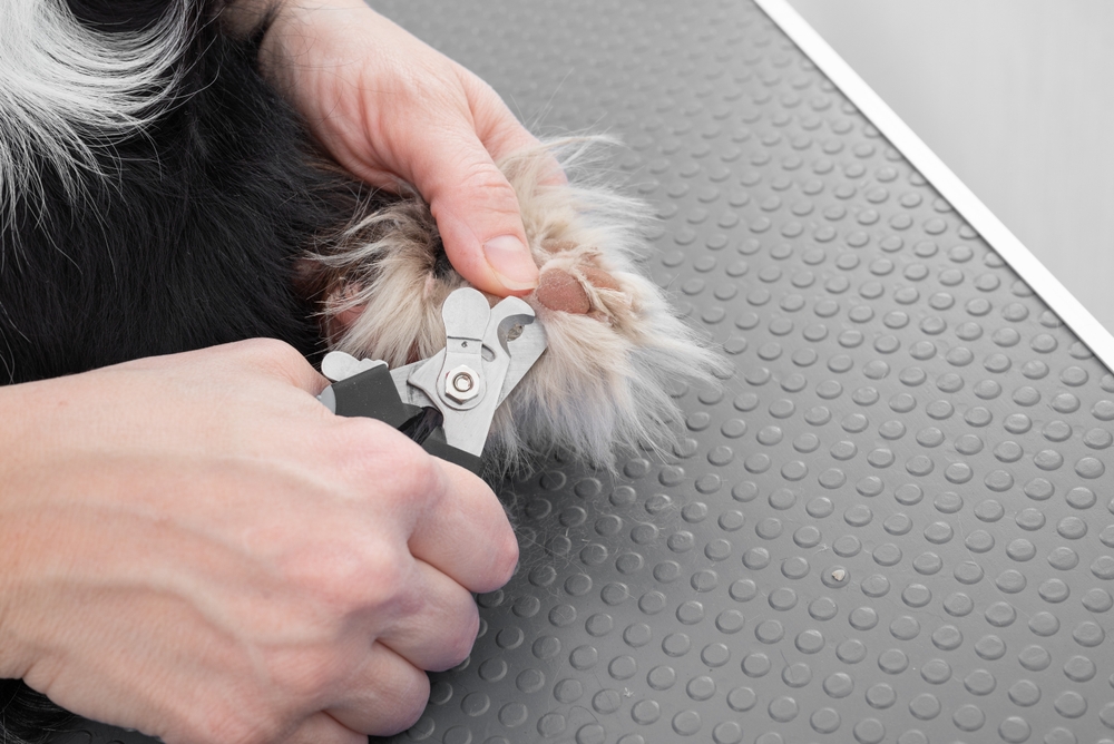 A,Professional,Pet,Groomer,Carefully,Trims,A,Dog,S,Nails