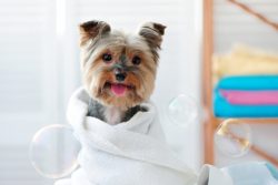 Smiling,Dog,After,Bath,Showing,Tongue