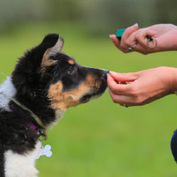 Puppy,,Border,,Collie,,Shepherd,,Dog,