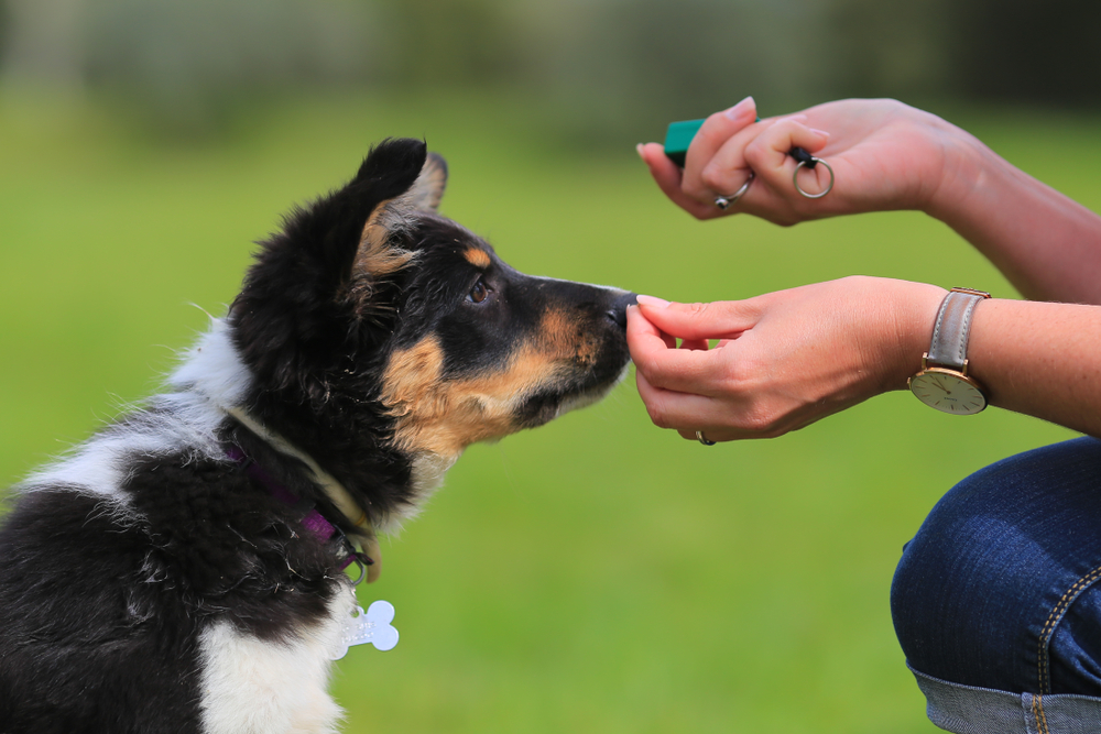 Puppy,,Border,,Collie,,Shepherd,,Dog,