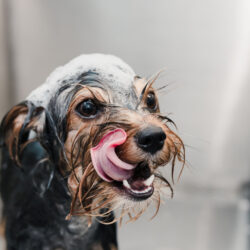 Small,Dog,Breed,Of,Terrier,With,Huge,Eyes,,Brown,And