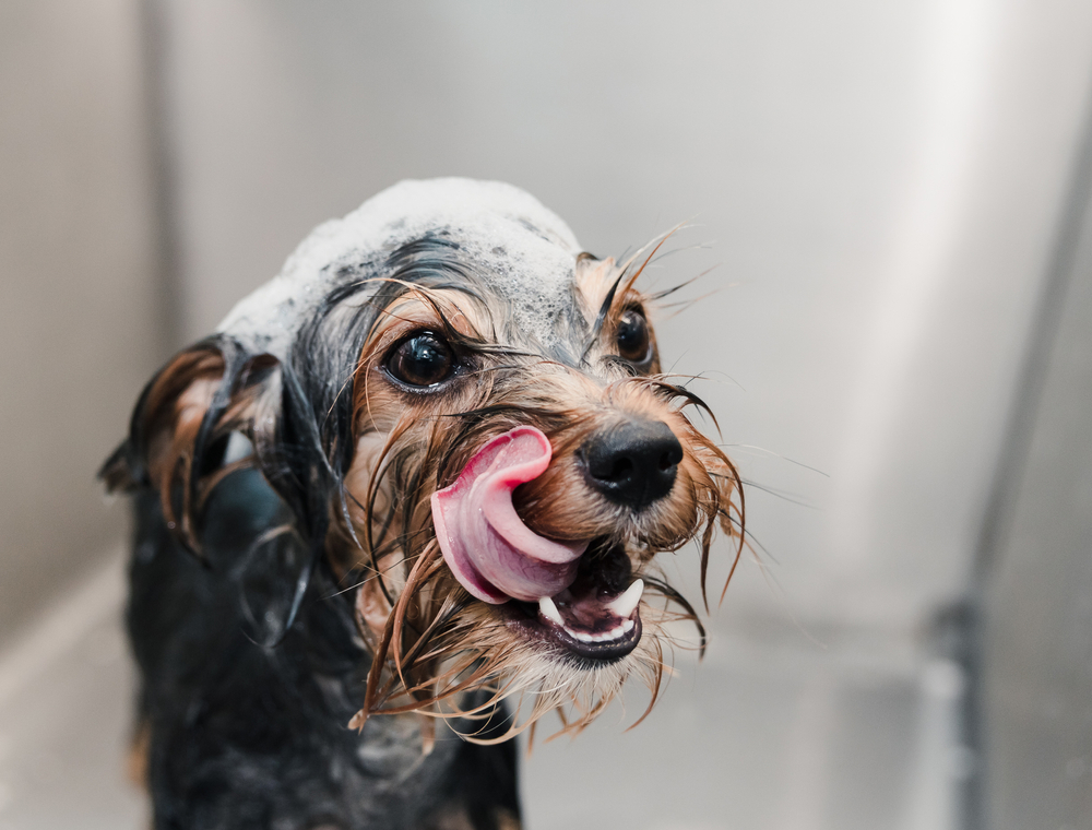 Small,Dog,Breed,Of,Terrier,With,Huge,Eyes,,Brown,And