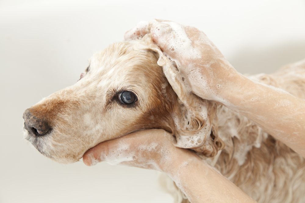 A,Dog,Taking,A,Shower,With,Soap,And,Water