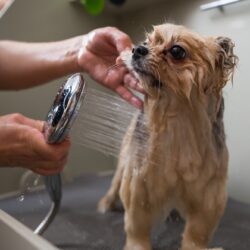 A,Woman,Showers,A,Cute,Pomeranian,Dog,In,A,Grooming