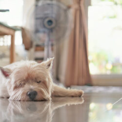 A,Westie,Dog,Sleep,On,A,Floor,With,A,Reflect