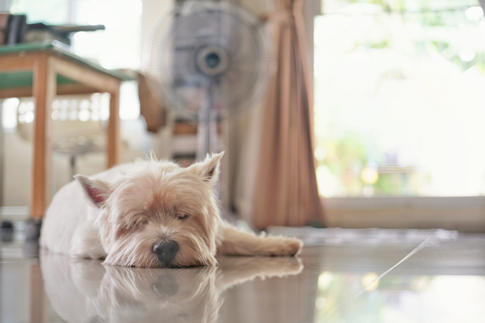 A,Westie,Dog,Sleep,On,A,Floor,With,A,Reflect