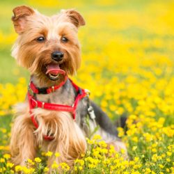 VetDERM-Clinic-13-Signs-Your-Dog-Has-Pollen-Allergies