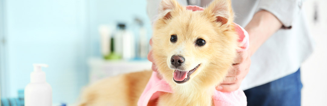 dog getting dried with a towel