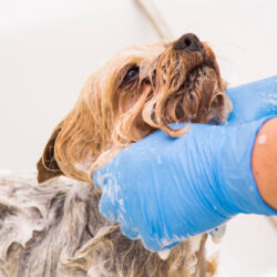 Bathing,The,Dog,In,The,Barber,Shop