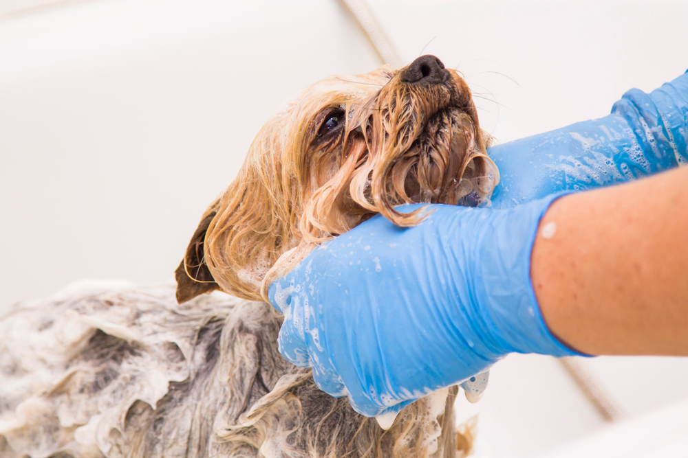 Bathing,The,Dog,In,The,Barber,Shop